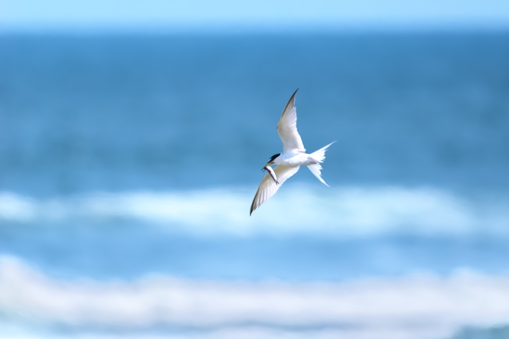 夏の渡り鳥②