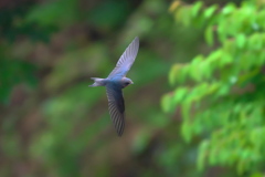 若鳥の飛翔❗️