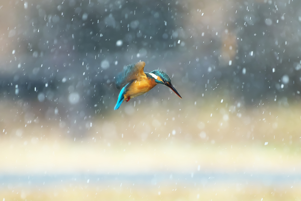 初めての雪に戸惑う②