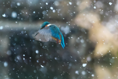 雪の降りしきるホバリング❗️