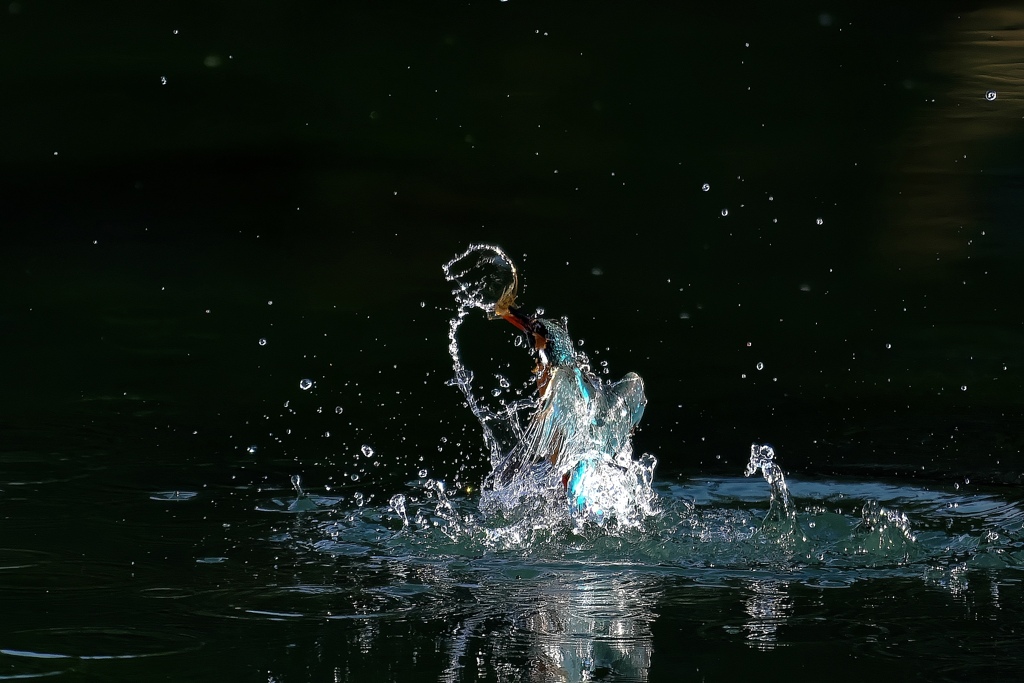 あっと言う間のダイブ❗️