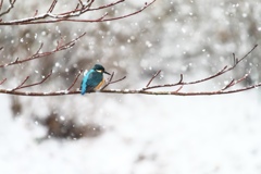 初めての雪に戸惑う①