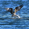 ミサゴの狩浮上する❗️
