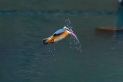 飛翔中の水切り❗️