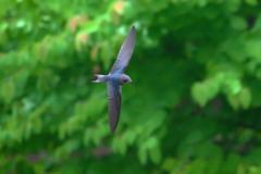 若鳥の飛翔Ⅱ❗️