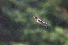 雨に立ち向かうTUBAME