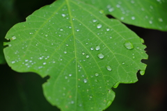雨上がり