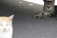 キジとら