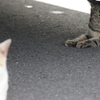 キジとら