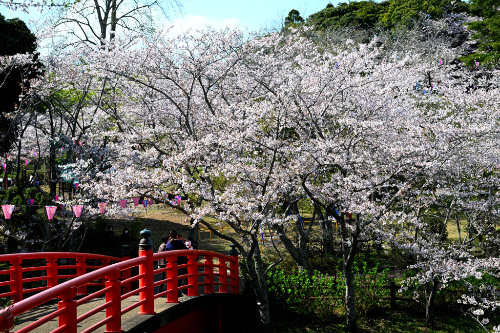 赤い橋と桜
