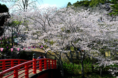 赤い橋と桜