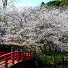 赤い橋と桜