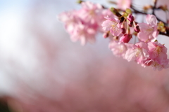 河津桜　８部咲