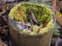 苔を添えて