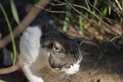 キジトラ