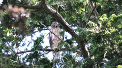 オオタカ（若）①