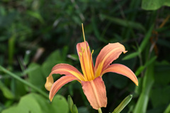 山百合
