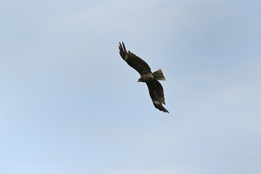気持ちよく飛んで