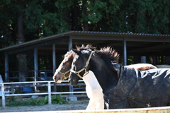 二頭の馬
