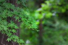 深緑の楓