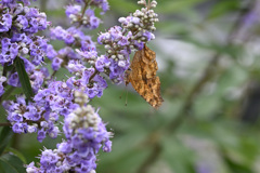 ラベンダーと蝶