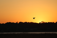 夕焼け青鷺