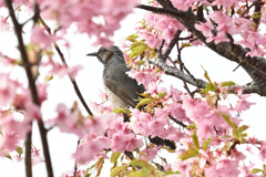 河津桜とヒヨドリ
