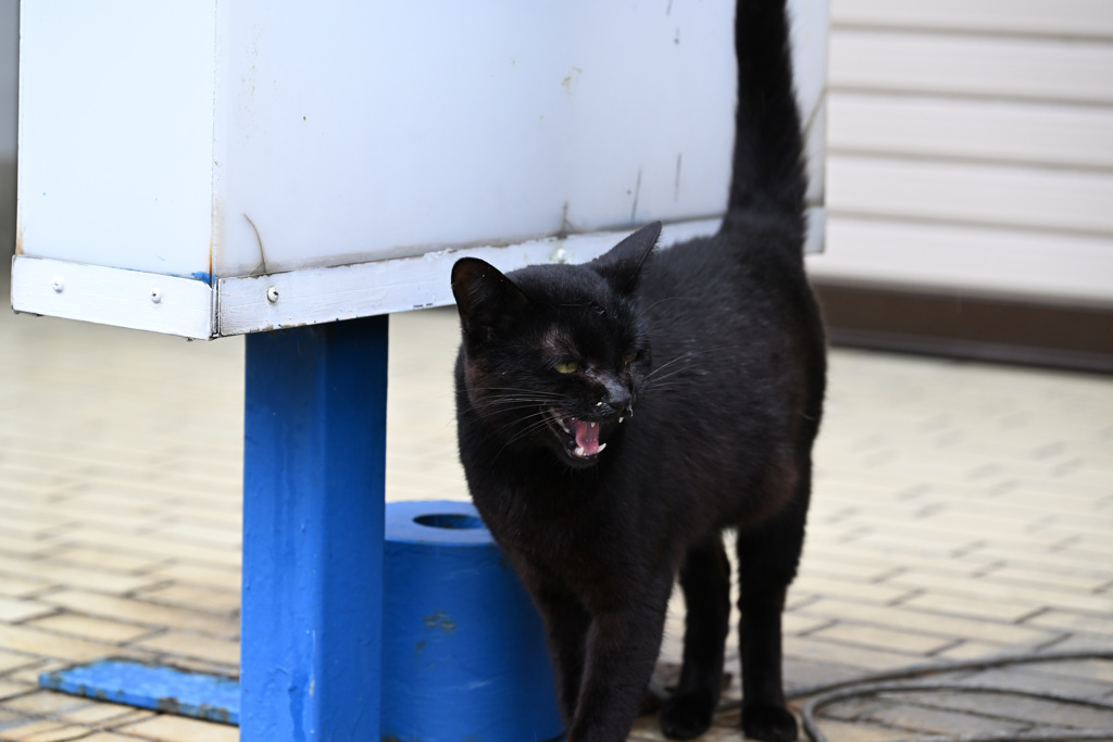 にゃー