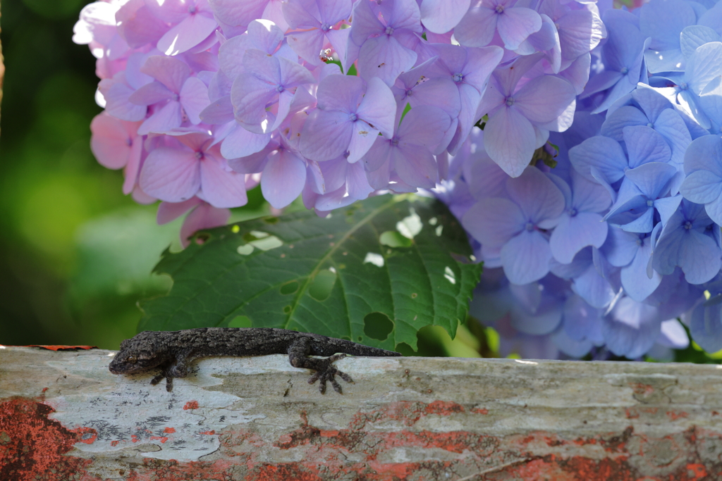 ヤモリと紫陽花