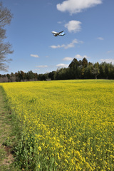 菜の花の上を飛ぶ