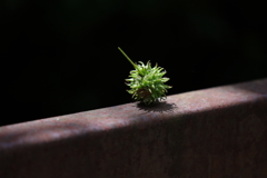 一粒