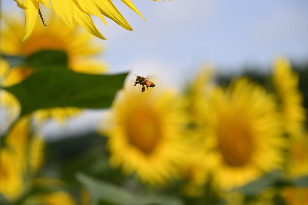 蜜あつめに夢中