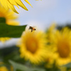 蜜あつめに夢中
