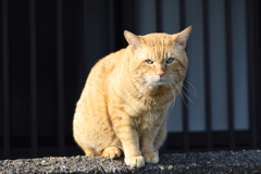 見つめ合う