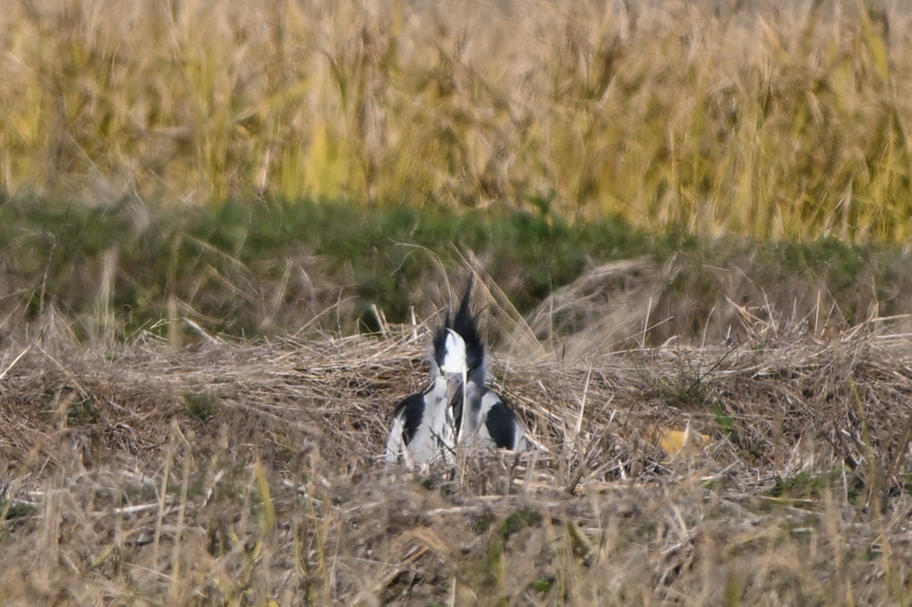 アバンギャルド