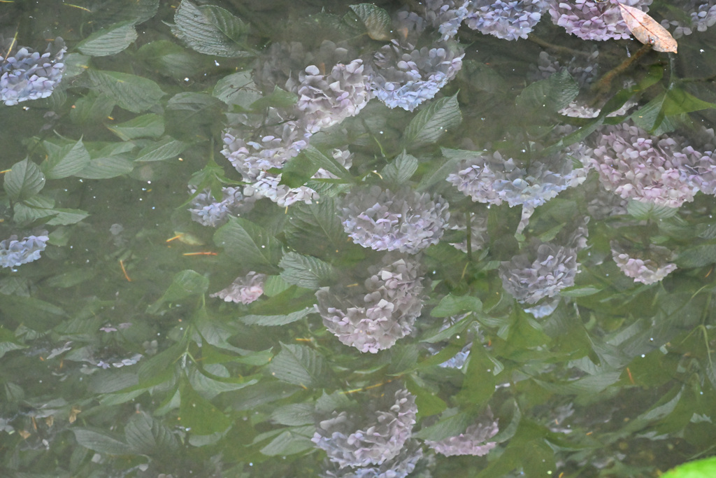 池の中の紫陽花