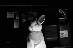 でかいウサギ