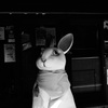 でかいウサギ