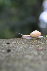 カタツムリ