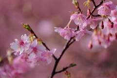 かわず桜