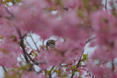 桜からヒヨドリ