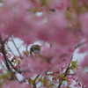 桜からヒヨドリ