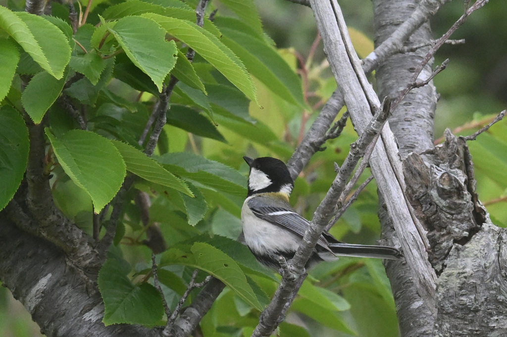 シジュウカラ