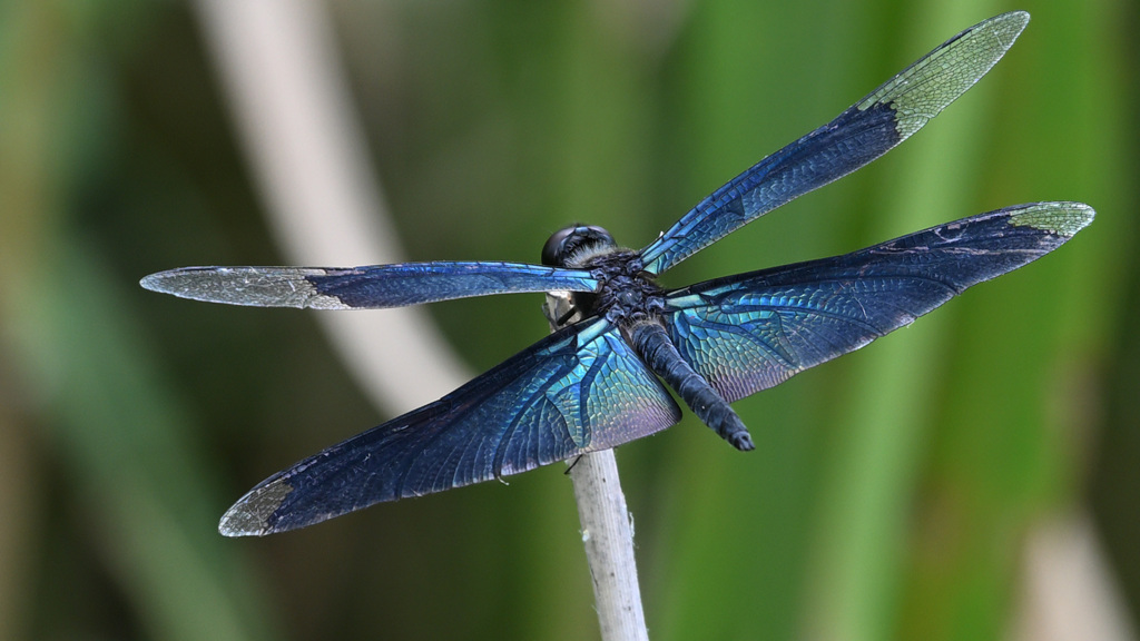 ブルーウィング