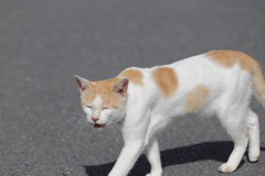 ハチワレ