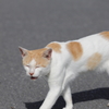 ハチワレ