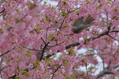 桜行きまーす