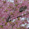 桜行きまーす