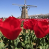 チューリップ　赤
