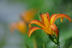 山百合